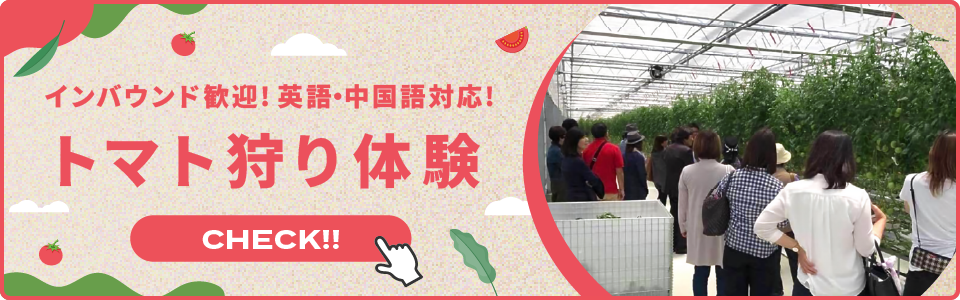 宮本農園のトマト狩り体験